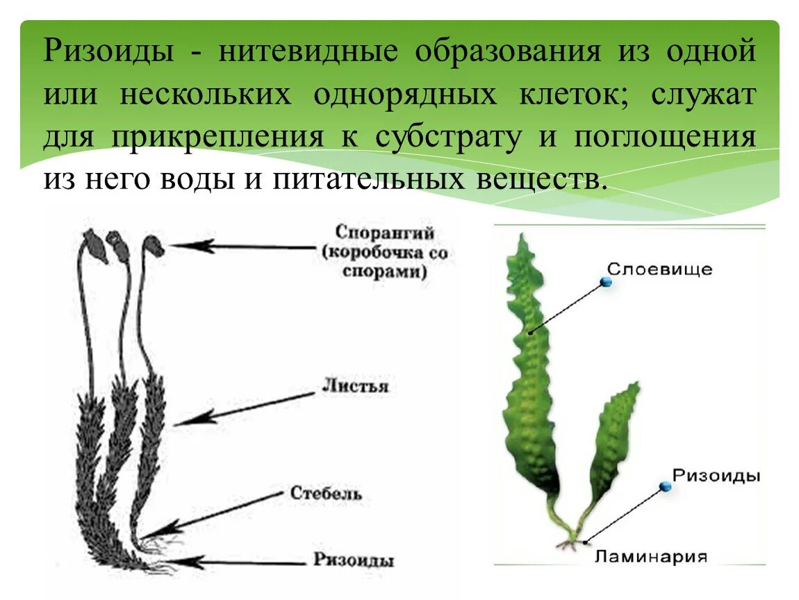 2 строение водорослей. Ризоиды ламинарии. Таллом ламинарии. Ризоиды у водорослей 5 класс биология. Многоклеточные ризоиды.