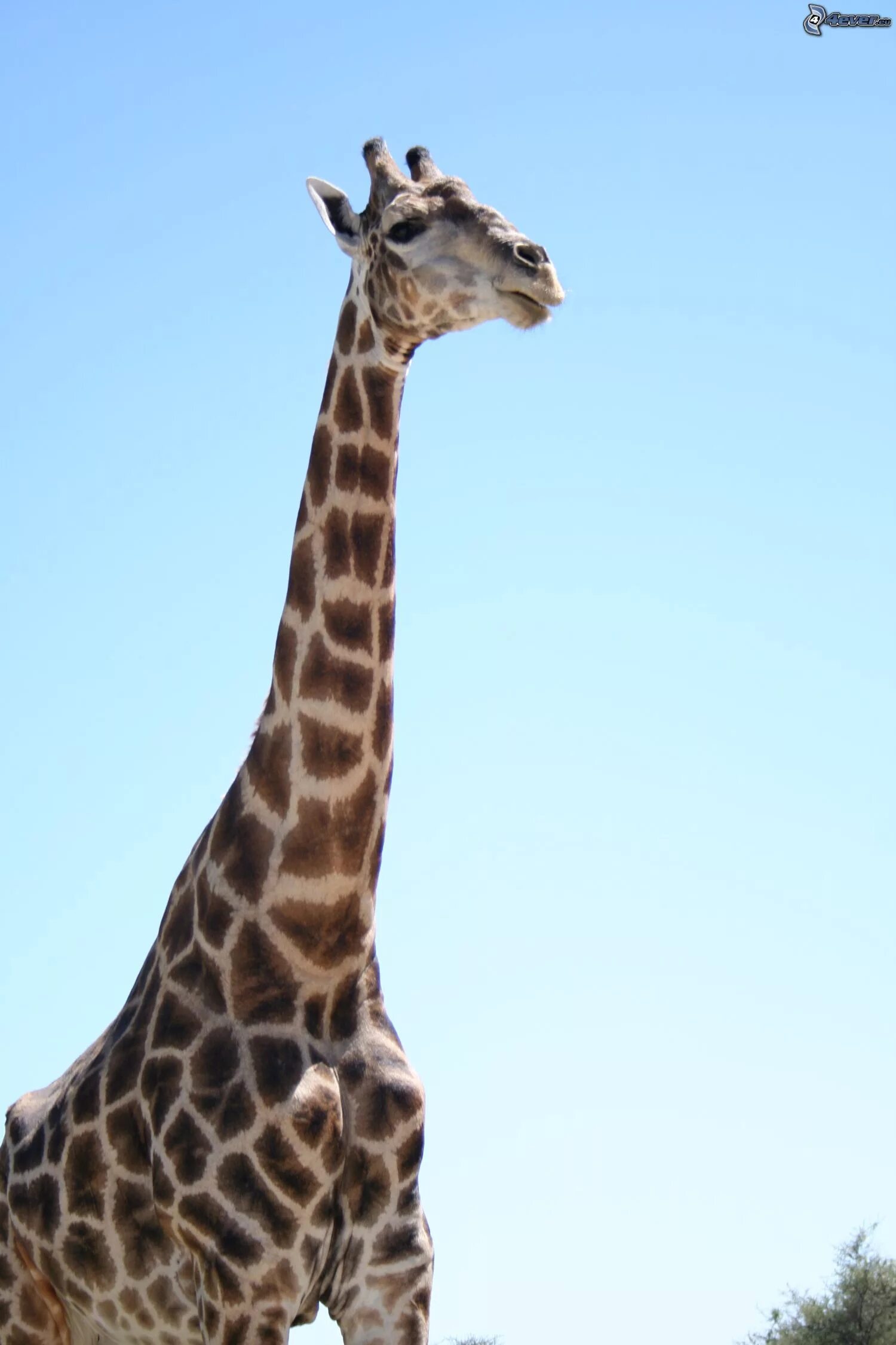 ламарк теория эволюции жираф. эволюция жирафов ламарка. эволюция жирафов ламарка. жирафы на жби. ноги жирафа.