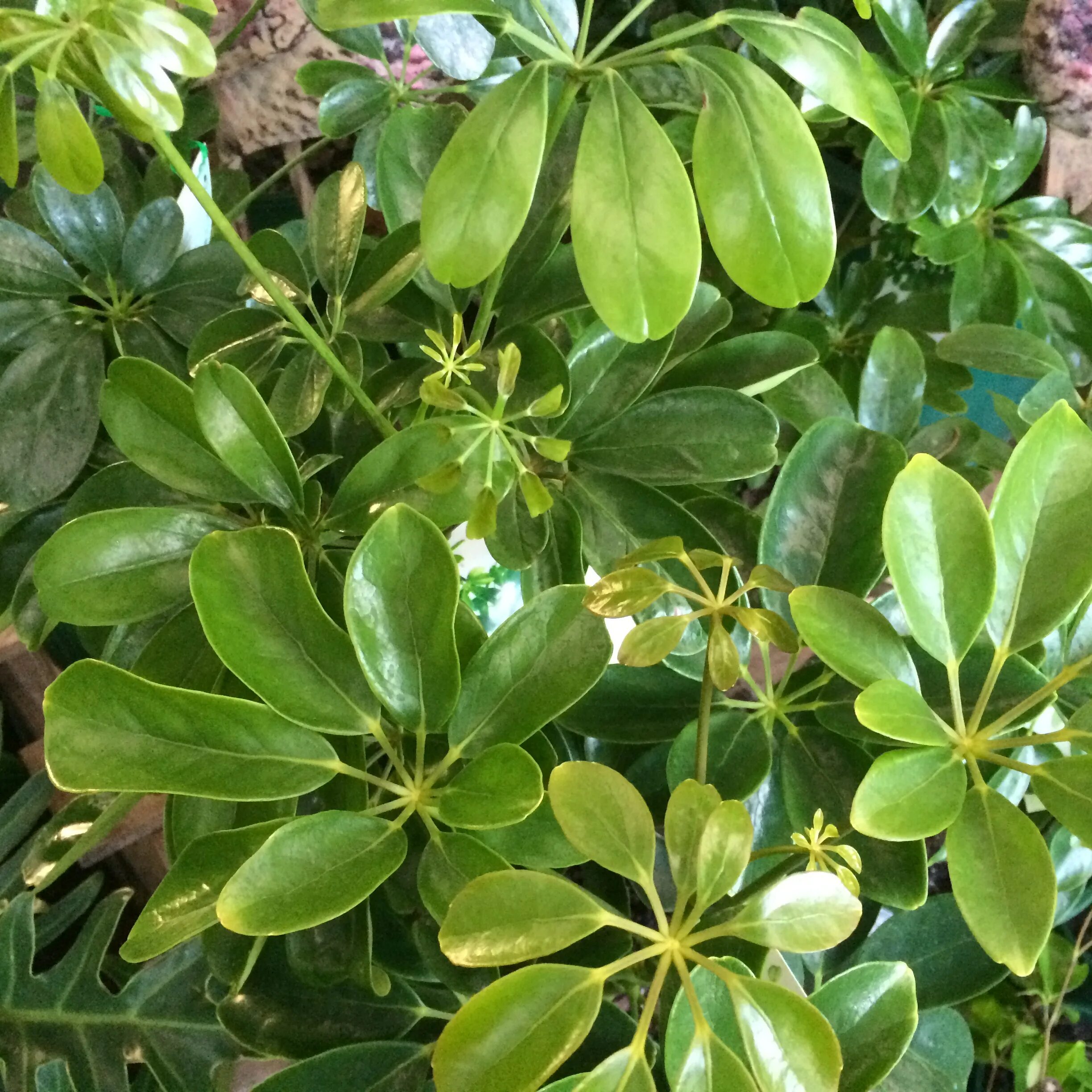 шеффлера цветет. шефлера цветет. шефлера цветет. шеффлера древесная. Schefflera arboricola цветок.