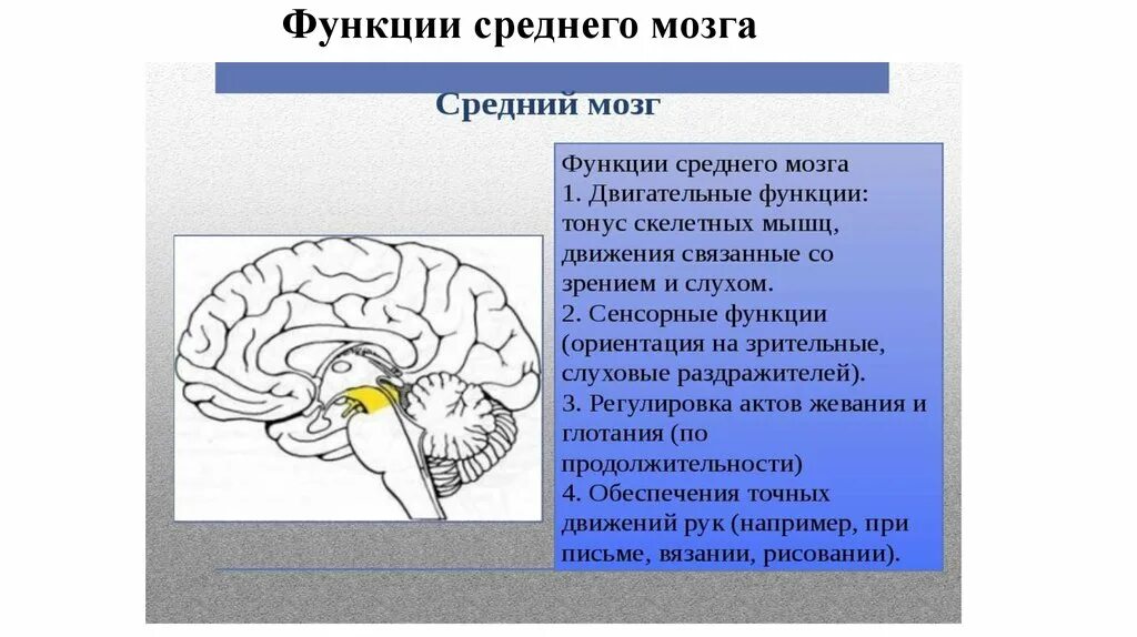 Функции среднего мозга 8 класс биология. Функции среднего мозга и мозжечка. Средний мозг структура и функции. Функции среднего мозга и промежуточного мозга. Основные центры среднего мозга.