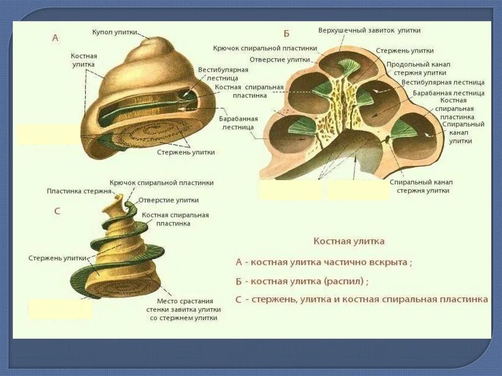 Строение улитки внутреннего уха в разрезе. Внутреннее строение улитки внутреннего уха. Строение улитки внутреннего уха. Анатомия улитки внутреннего уха. 3 отдела улитки