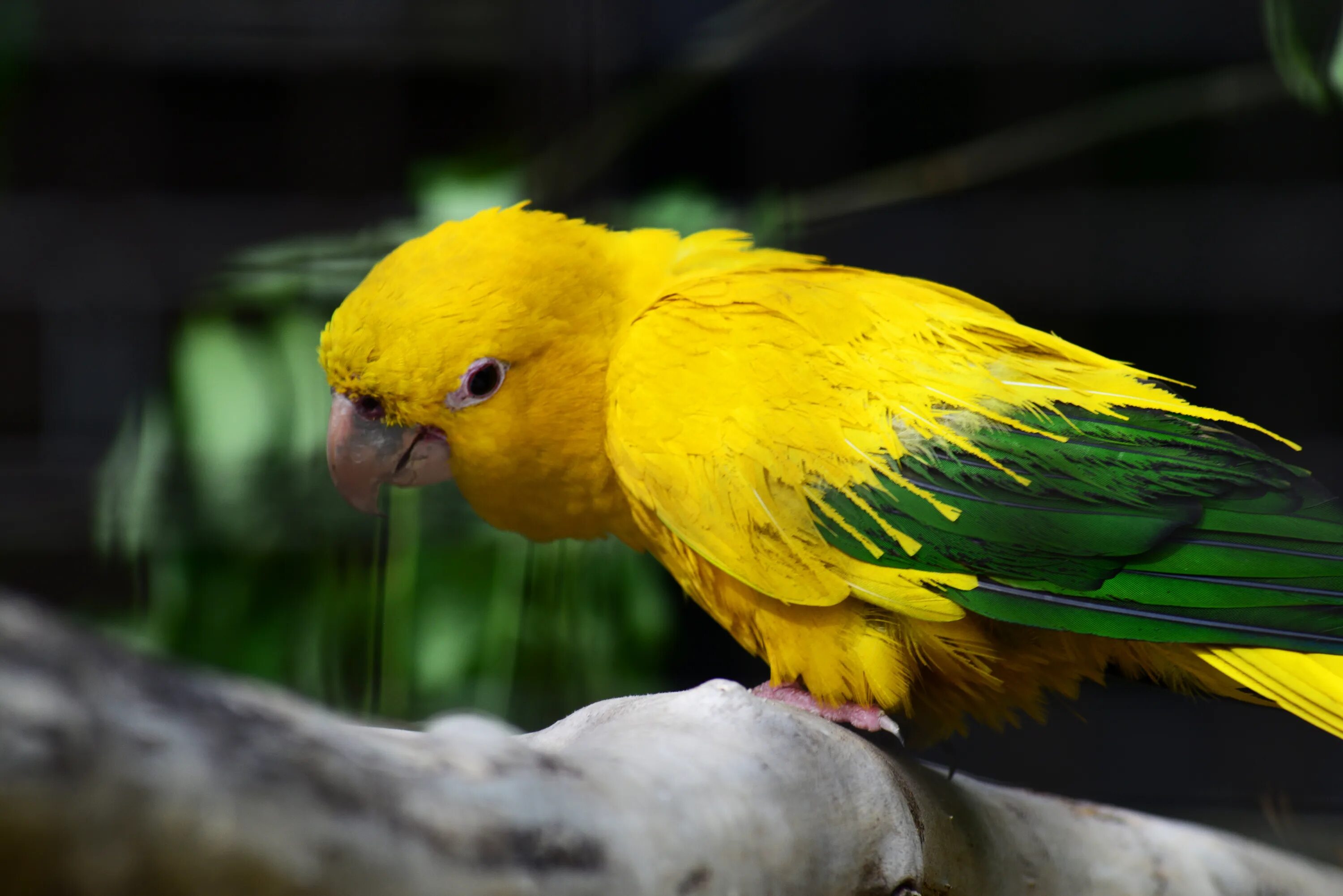 Golden Conure попугай. Аратинга и волнистый попугай. Попугай аратинга желтый. Жёлто-зелёные попугаи волнистый попугай. Кличка зеленый