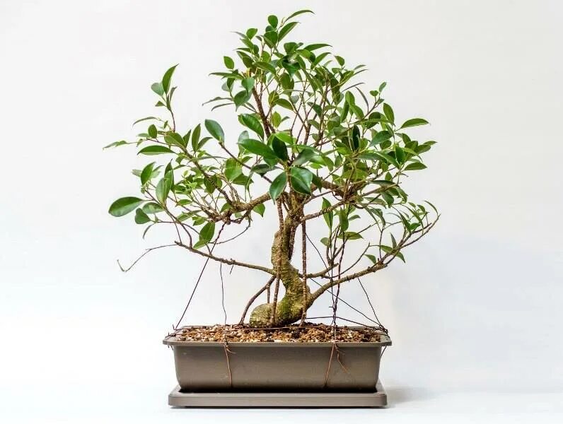 Бонсай дерево фикус бенджамина. Фикус бенджамина бонсай. Сосны бонсай формировка. Сосна обыкновенная ниваки формирование. Как сформировать бонсай.