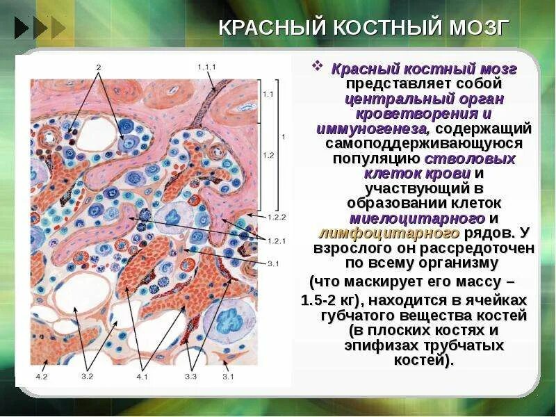 Красный костный мозг образование крови. Стволовые клетки красного костного мозга. Красный костный мозг функция кроветворения. Красный костный мозг иммунология.