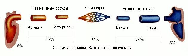 Движение крови по сосудам. Скорость движения крови. Скорость человеческой крови в артерии. Распределение крови в сосудах. Кровь в сосудах движется под высоким давлением