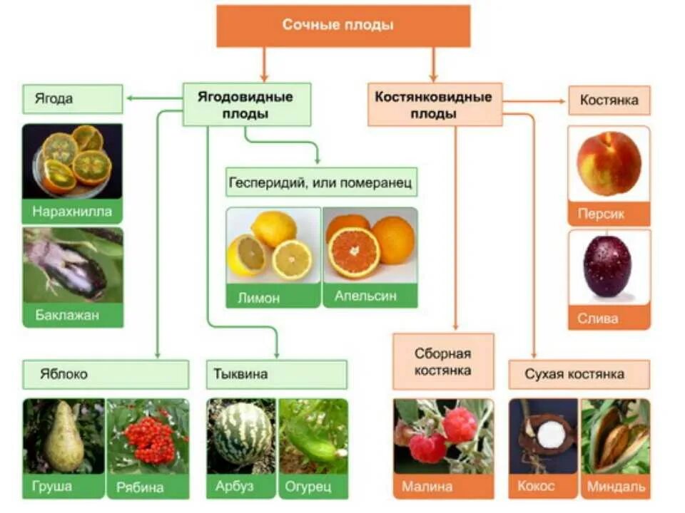 Классификация плодов сухие и сочные. Сухие и сочные плоды биология 6 класс. Типы сочных плодов. Классификация плодов схема с примерами.