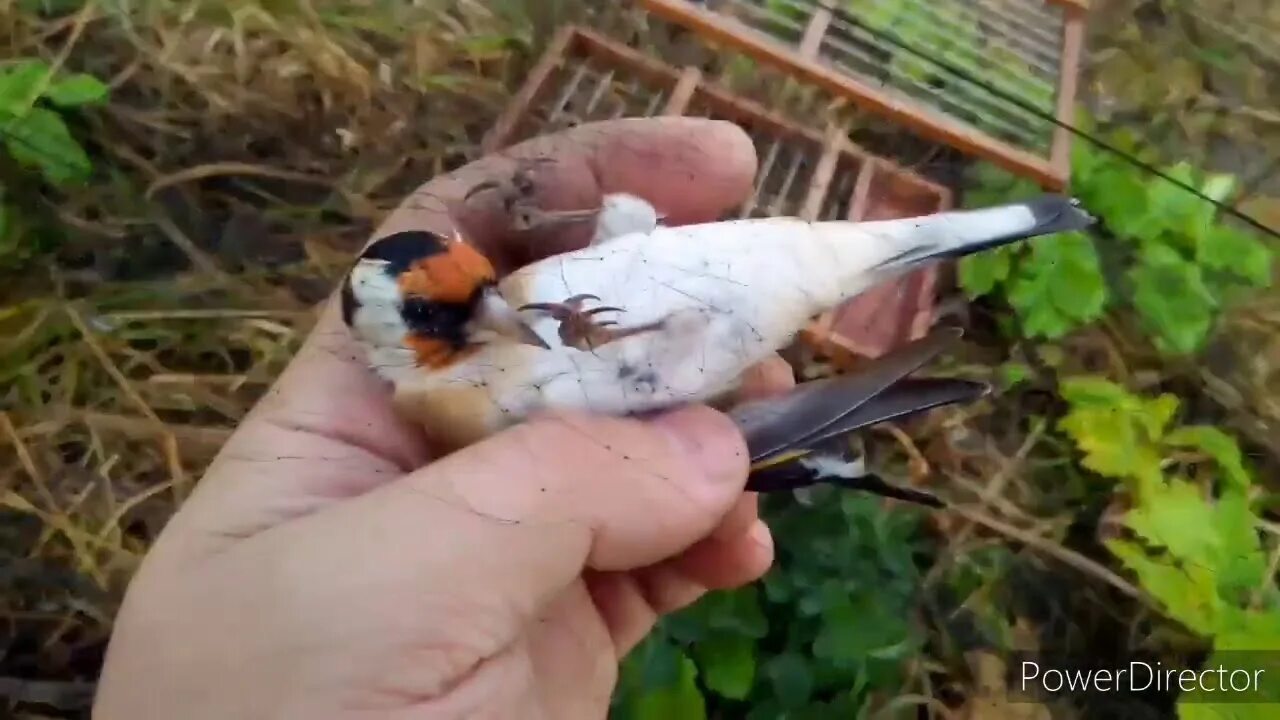 Ловля певчие видео. Щеглы ловля. ловля певчих птиц. поймать щегла.
