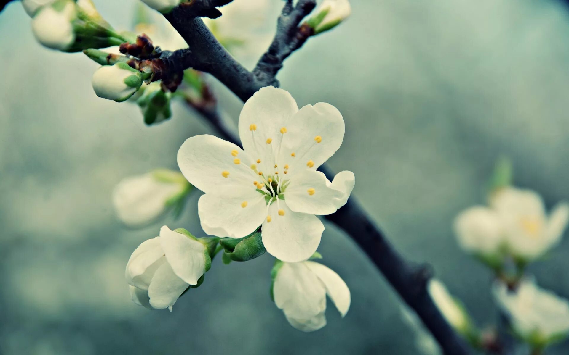 Весенние цветы. Цветущие ветки. Цветы вишни. Цветение вишни. Фото весны красивые на заставку на телефон
