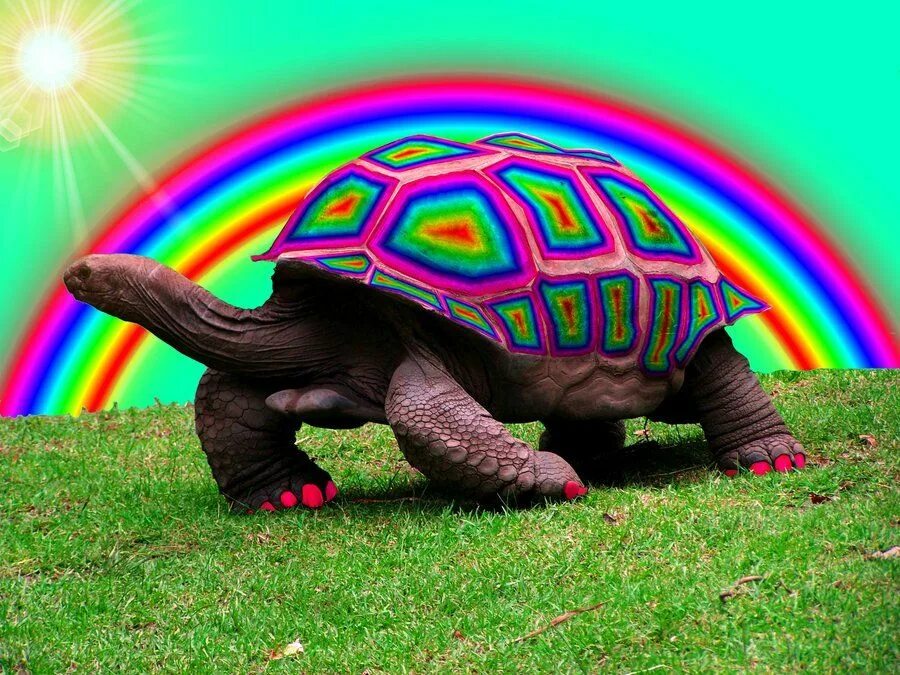 Покажи мне черепашку. Радужная черепаха. Радужные черепахи. Черепашка и Радуга. Самые красивые черепахи.