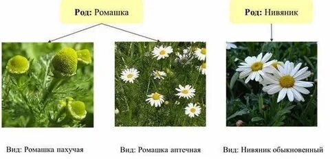 Систематика ромашки вид