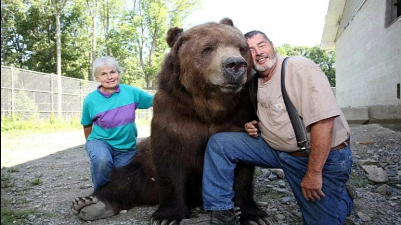 Спящий медведь. Нож bear mgc usa. Bear son. Бурый медведь. Bear son.