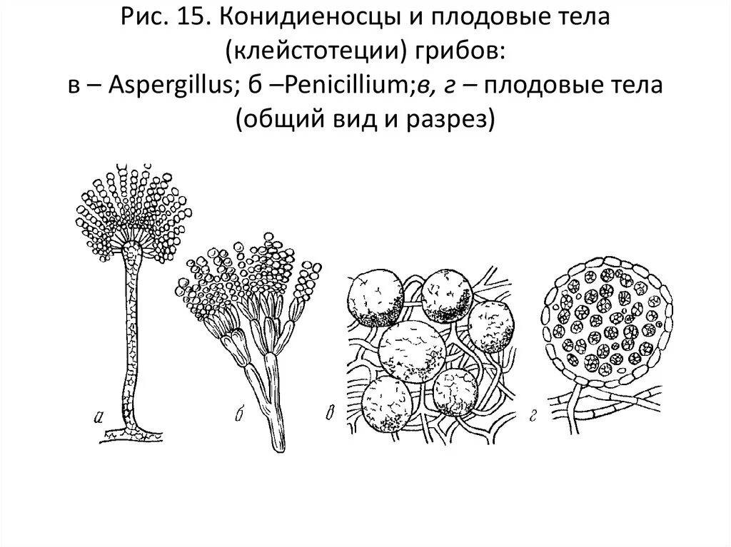 Клейстотеций аспергилла. Конидиеносец Aspergillus. Конидиеносцы пеницилла. Конидиальное спороношение аспергилла. Спороношение это