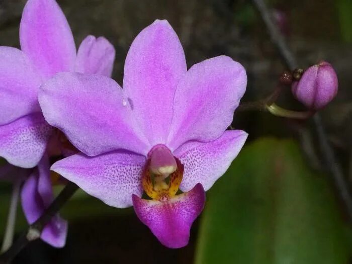 Водолей цветок по гороскопу. Цветок водолея. Цвет водолея. Комнатные растения для водолея. Цветок водолея.