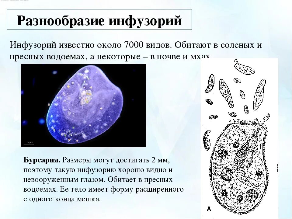 Разнообразие простейших. Инфузория бурсария строение. разнообразие инфузорий. общая характеристика инфузорий. инфузория туфелька многообразие.