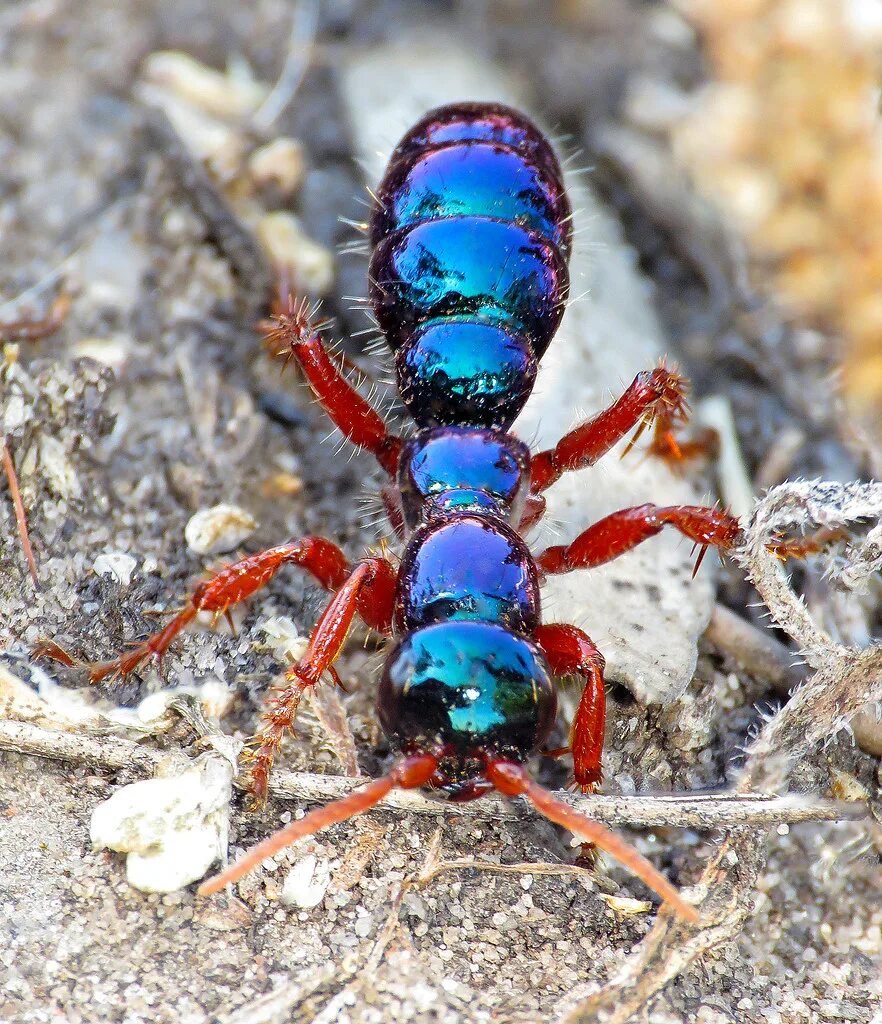 Большой синий муравей. Голубая оса — diamma bicolor. Голубые муравьи. Blue ant. Голубая оса — diamma bicolor.