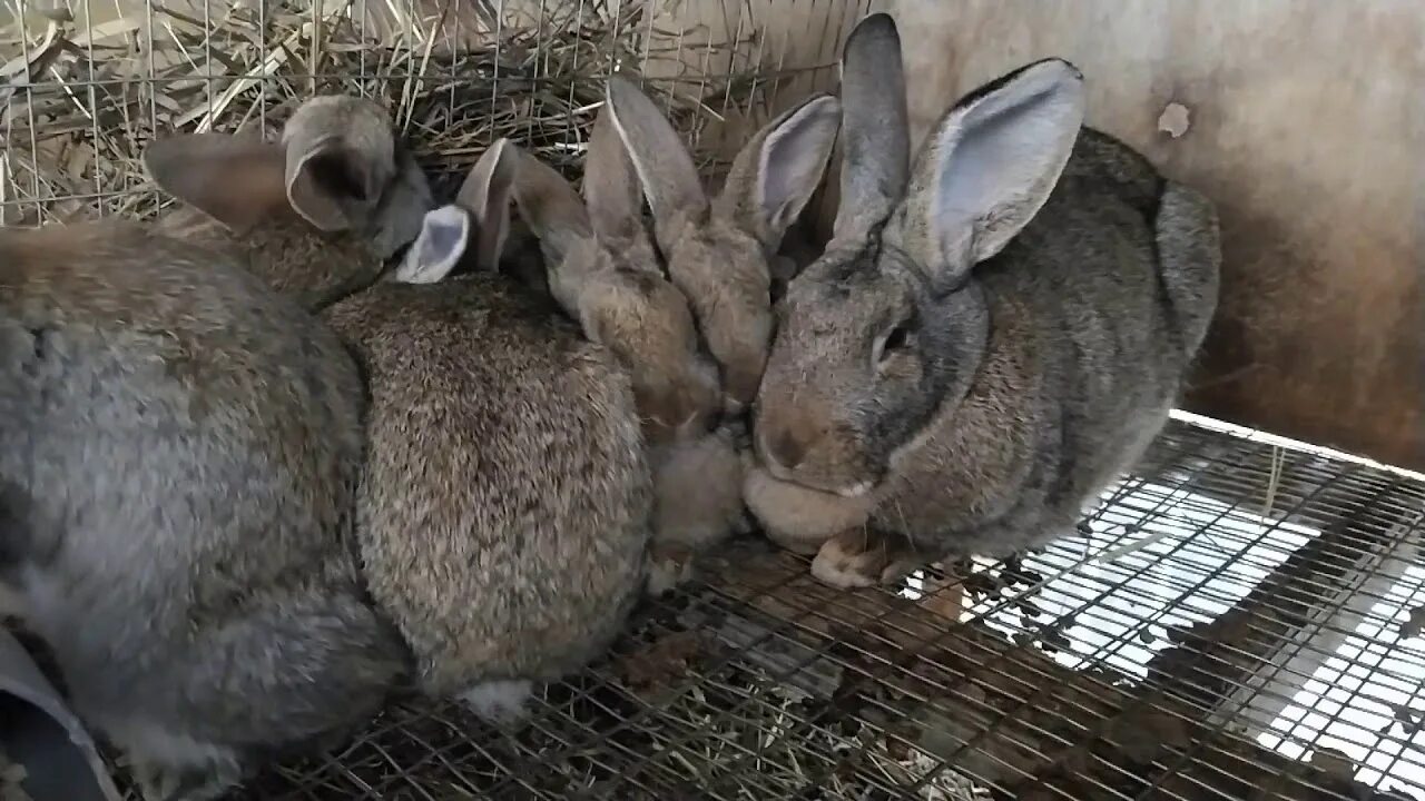 Купить кролика серого. Крольчата серого великана. Кролик серый великан крольчата. Серый великан кролик. Фламандский гигант кролик.