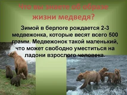 Сколько живет медведь продолжительность жизни