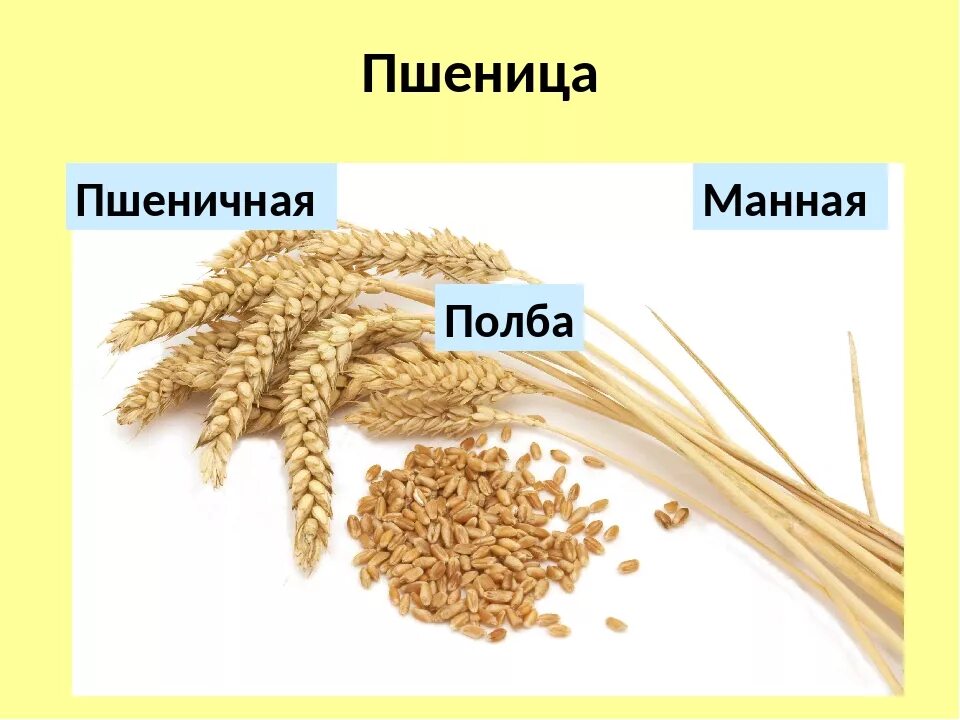 Пшеничная из чего делают. Пшеница манная крупа. Пшеница виды круп. Крупы из пшеницы. Какие виды круп делают из пшеницы.