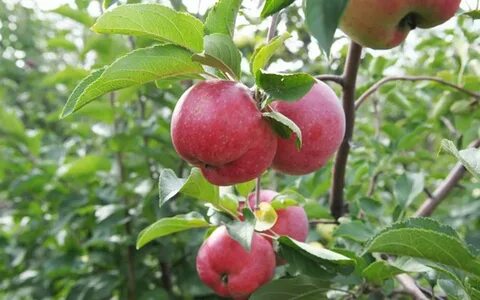 Сорт афродита описание