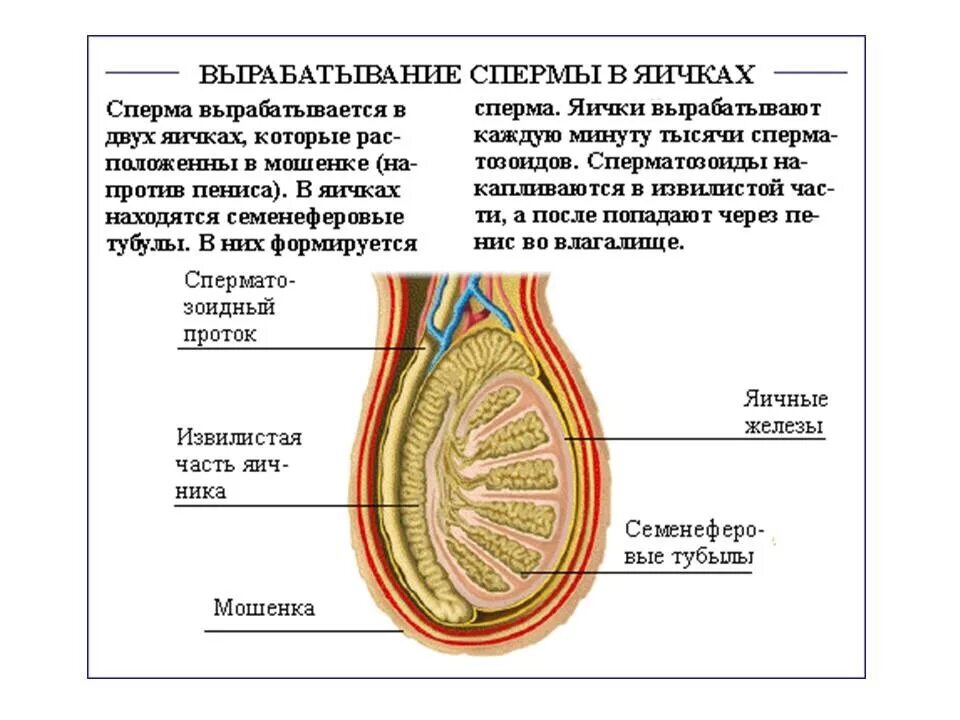 Мужские яички органы