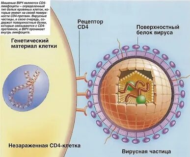 Cd4 лимфоциты это