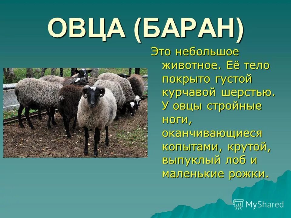 сообщение про овцеводство кратко. мериносовая шерсть картинки. части тела овцы. овца для детей дошкольного возраста. описание овцы.