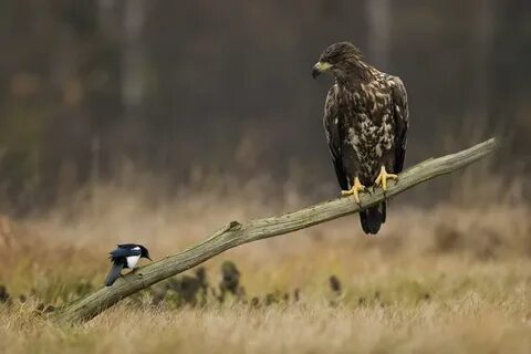 Wildlife meaning