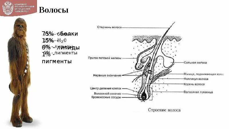 Прочитайте текст сложное строение волосков меха. Строение волоса. схема строения волоса. строение волоса человека. структура седого волоса.