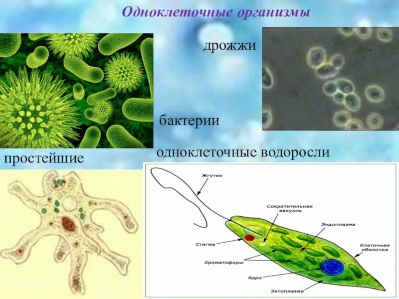 Простейшие одноклеточные микроорганизмы. Одноклеточные организмы бактерии водоросли. Бактерии простейшие одноклеточные организмы. Клетка одноклеточного организма.