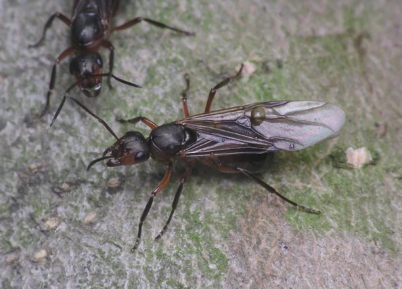 Крылатых муравьев. Самка муравья с крыльями. Муравьи с крыльями. Крылатые муравьи. Насекомые похожие на муравьев с крыльями.