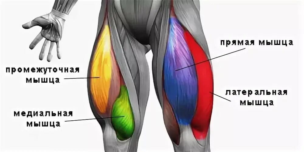Квадры мышцы. Квадры мышцы. Квадры мышцы. Квадрицепс бедра анатомия. Квадрицепс бедра анатомия.