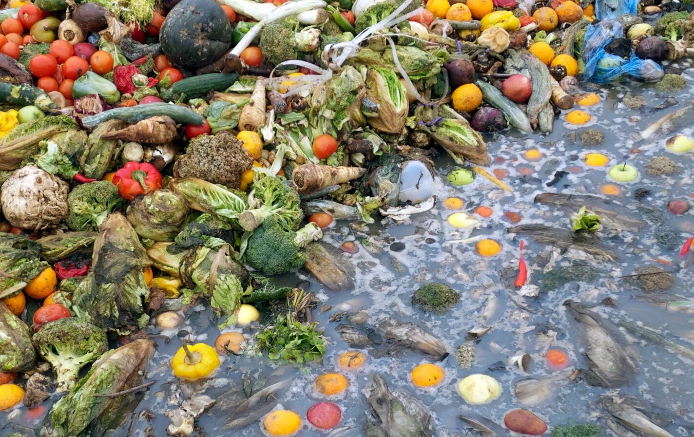 Органических отходов. Пищевые отходы. Пищевые отходы загрязнение. Сельскохозяйственные отходы. Пищевые и растительные отходы.