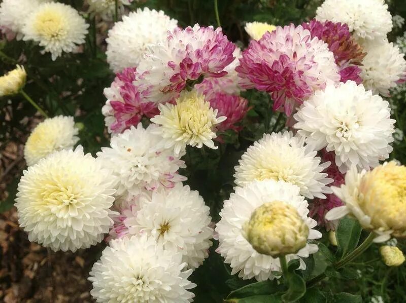 Астра кустарниковая шникиссен. Хризантема корейская шеннон. Хризантема анкара ред. Хризантема мультифлора уранус. Хризантема корейская троильбосс.