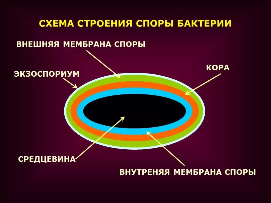 Оболочка споры бактерии