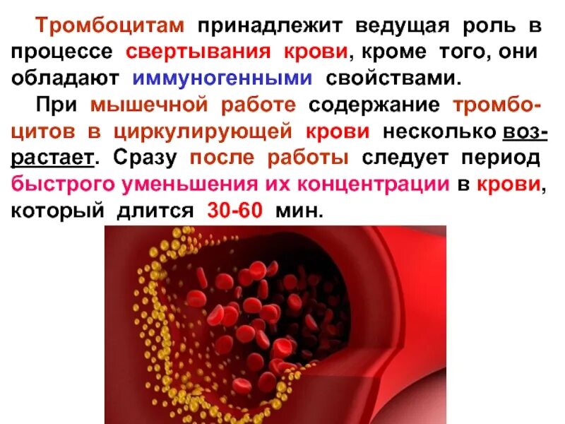 Повышенные большие тромбоциты. Тромбоциты. Роль тромбоцитов в крови. Тромбоциты и их роль в свертывании крови. Повышение тромбоцитов.