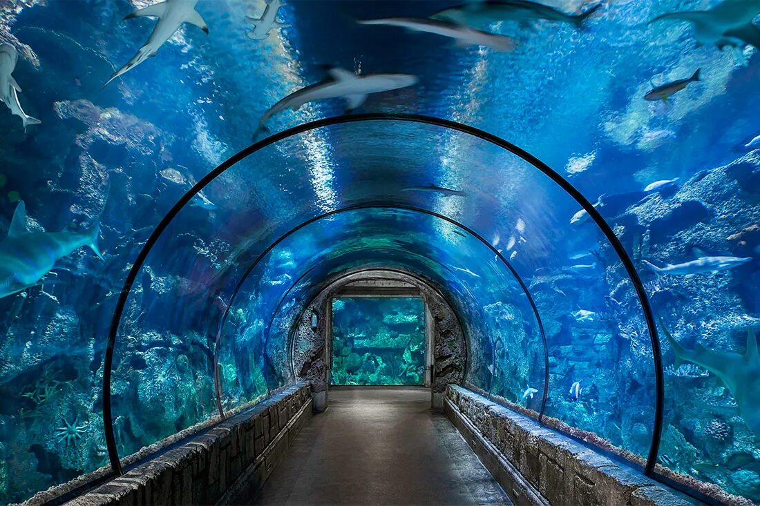 Аквариум Акулий риф Лас Вегас. Shark Reef Aquarium Лас Вегас. Shark Reef at mandalay Bay Лас-Вегас. Океанариум Акулий риф Лоо.