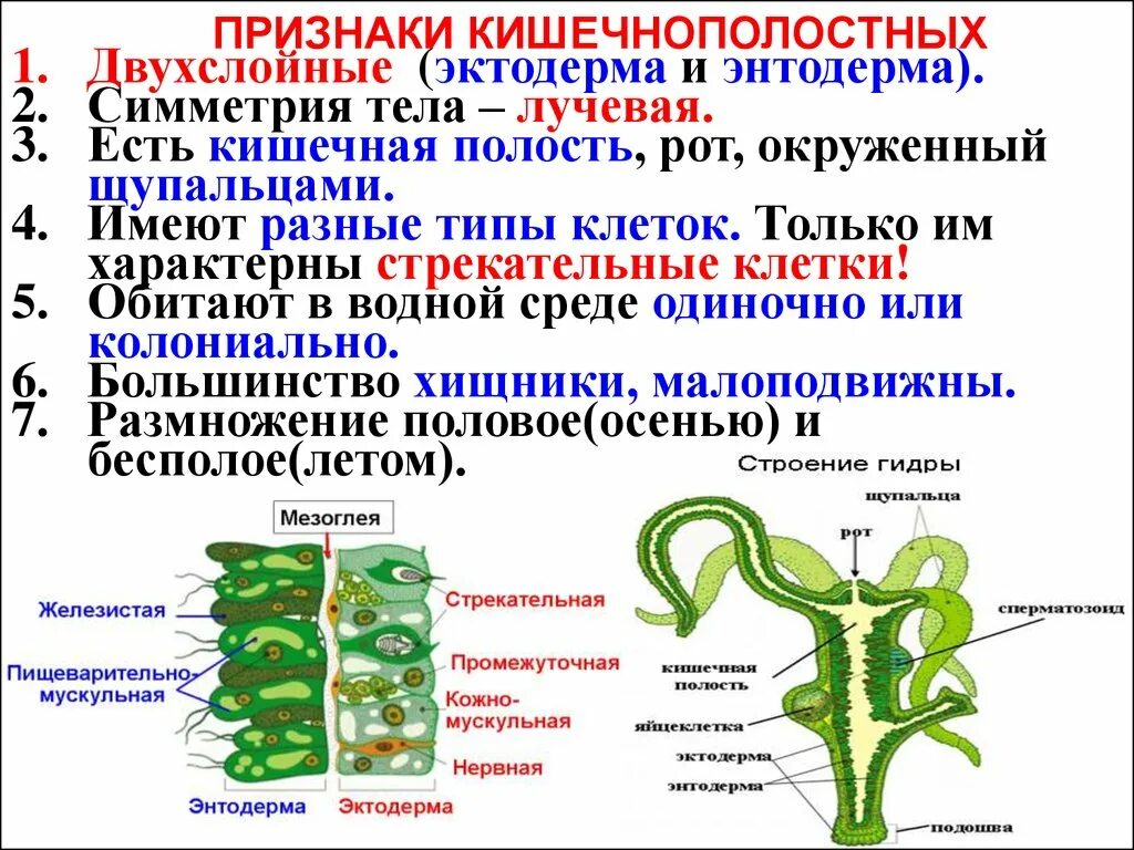 3 признака кишечнополостных. Тип Кишечнополостные строение гидры. Кишечнополостные двухслойные животные строение. Типы клеток энтодермы кишечнополостных. Клетки эктодермы кишечнополостных.