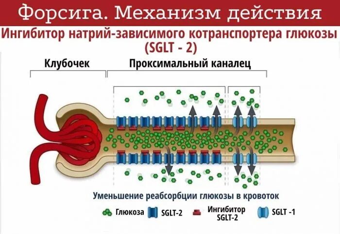 Ингибиторы натрий-глюкозного котранспортера 2 типа. Натрий глюкозный котранспортер 2 типа. Форсига механизм действия. Ингибиторы натрий-глюкозного котранспортера. Ингибиторы глюкозного котранспортера