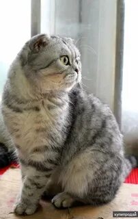 Кот 10 месяцев