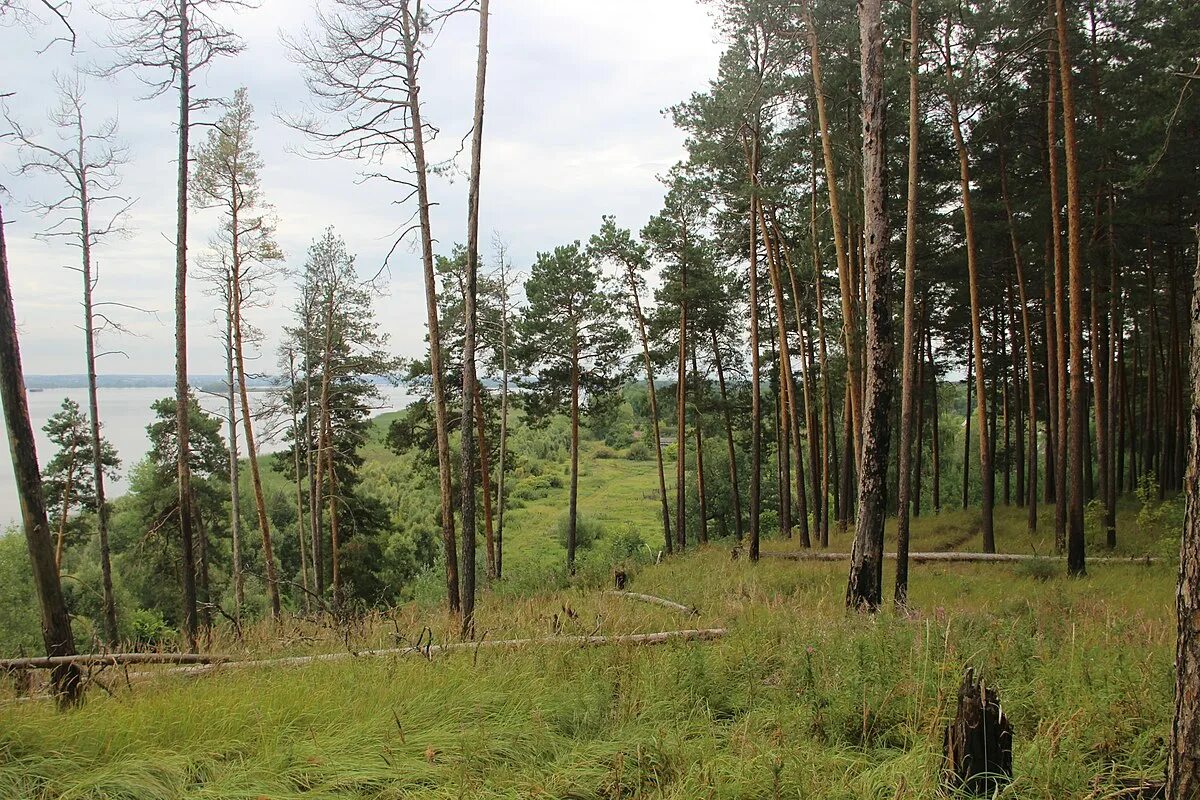 Дом отдыха красный яр пермский край. Лес чудес иркутск. Белый яр ульяновская область лес. Языковский лес татарстан. Санаторий красный яр пермский край.