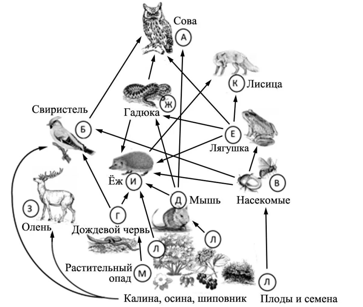 Цепь питания филина