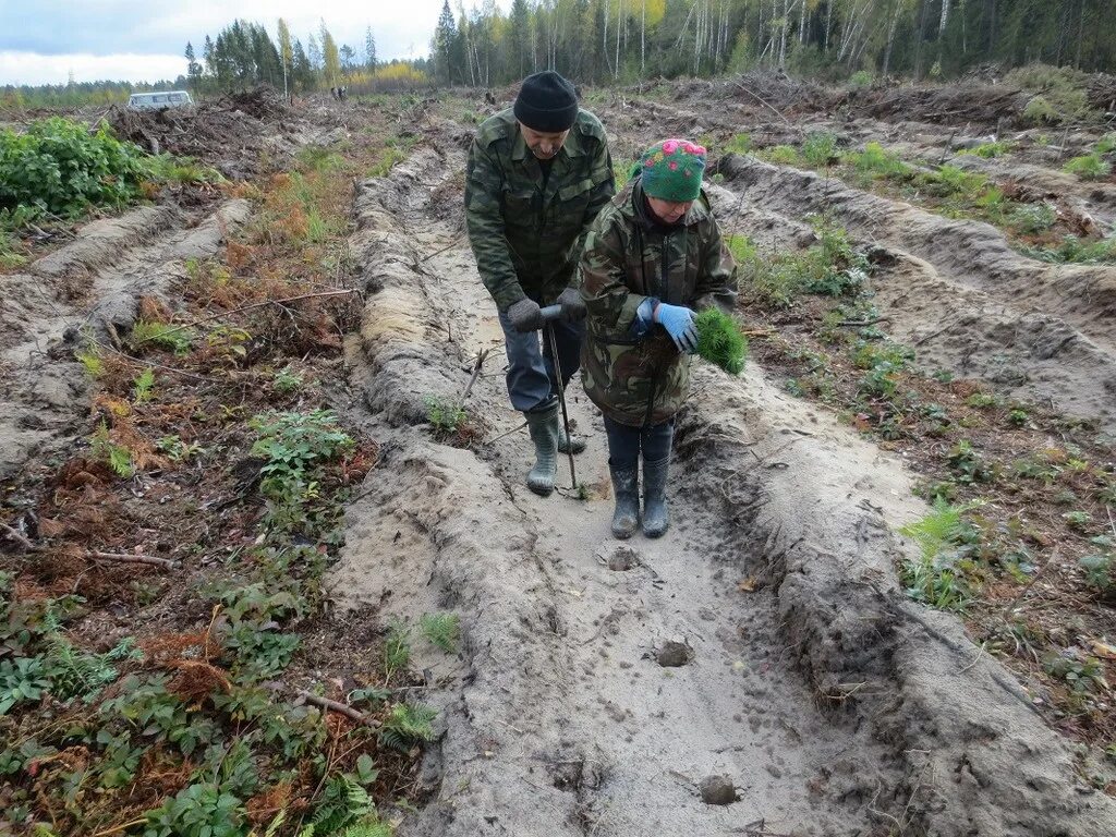 Лесхоз владимирская обл. Владимирская область лесное хозяйство. Департамент лесного хозяйства владимирской области. Гороховецкое лесничество. Андреевское лесничество судогодского района.