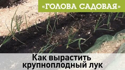 Голова садовая посадка чеснока