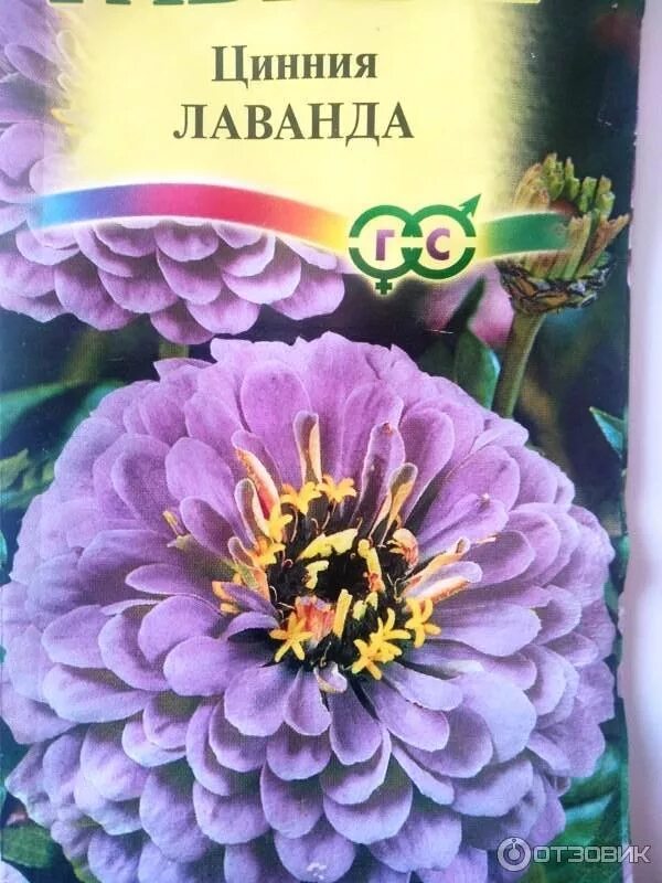 Циния свои семена. Циния лаванда. циния лавандовые грезы. циния лаванда гавриш. цинния бонбон лаванда.