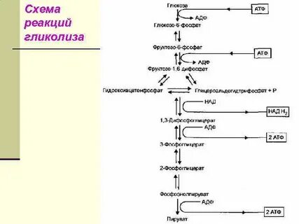 Превращение глюкозы в атф