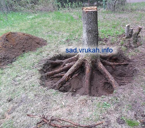 Как выкорчевать дерево своими руками