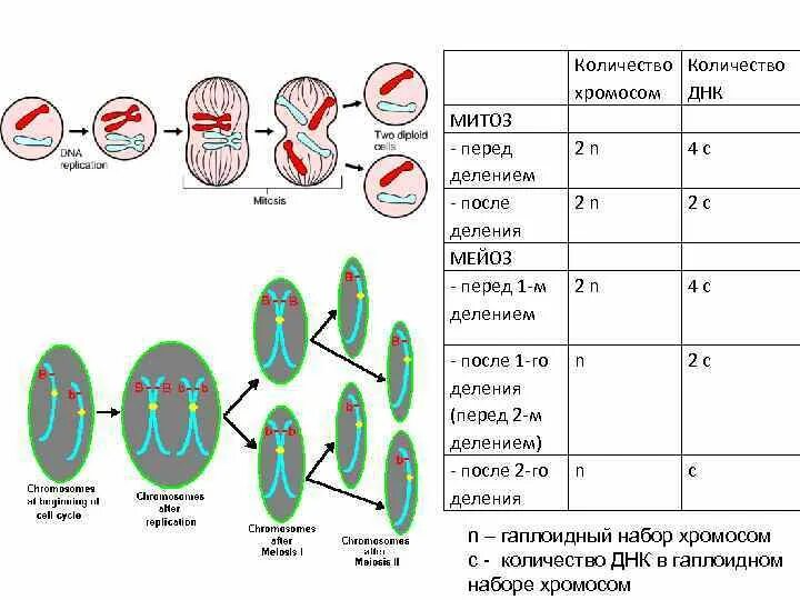 Спирализация хромосом конъюгация. Мейоз 1 набор хромосом и ДНК. Схема митоза и мейоза 2n2c. Хромосомный набор в фазах мейоза. Митоз интерфаза 2n2c.