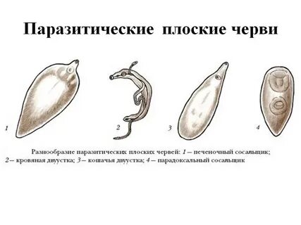 Паразитические формы класса