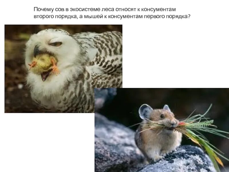 Сова консумент какого порядка. Филин в экосистеме. консументы в экосистеме. экологическое описание совы в экосистеме. к консументам в экосистеме относят.
