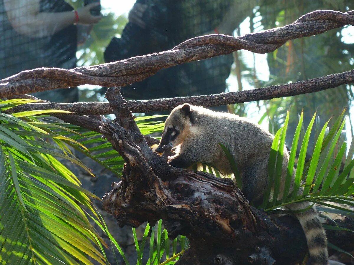 Тропические леса индии слоны. Тигр в джунглях. Животные субтропиков. Пазл равенсбургер 18000. Мир джунглей 250гр.